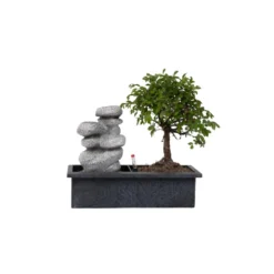 Bonsai Boom Met Easy-care Watersysteem - Zen Stenen - Hoogte 25-35cm