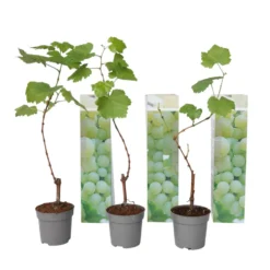 Druivenplanten - Set Van 3 - Vitis Vinifera - Wit - Pot 9cm - Hoogte 25-40cm