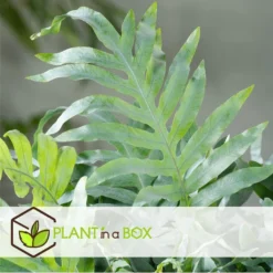 Phlebodium Aureum Blue Star - Set Van 4 - Blauwvaren - Pot 17cm - Hoogte 40-50cm -Exporteren Tuin Verge Winkel 1000082108 0103