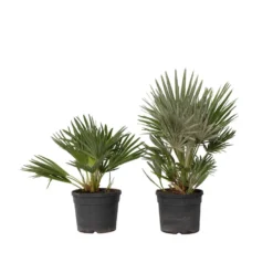Chamaerops 'Vulcano' - Set Van 2 - Dwergpalm - Pot 19cm - Hoogte 35-45cm