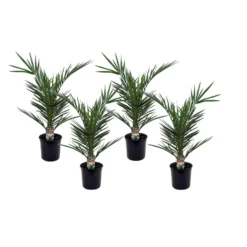 Phoenix Canariensis - Set Van 4 - Dadelpalm - Pot 15cm - Hoogte 50-60cm