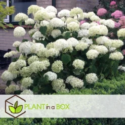 Hydrangea Strong Annabelle - XL Hortensia's - Pot 19cm - Hoogte 30-40cm -Exporteren Tuin Verge Winkel 1000082122 0103