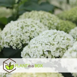 Hydrangea Strong Annabelle - XL Hortensia's - Pot 19cm - Hoogte 30-40cm -Exporteren Tuin Verge Winkel 1000082122 0104