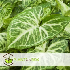Syngonium 'Pixie' - Set Van 3 - Pijlpuntplant - Pot 12cm - Hoogte 25-40cm -Exporteren Tuin Verge Winkel 1000082129 0102