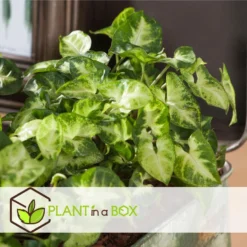 Syngonium 'Pixie' - Set Van 3 - Pijlpuntplant - Pot 12cm - Hoogte 25-40cm -Exporteren Tuin Verge Winkel 1000082129 0103