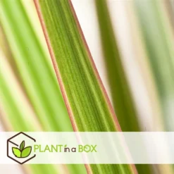 Dracaena Marginata Bicolor - Drakenboom - Pot 27cm - Hoogte 140-150cm -Exporteren Tuin Verge Winkel 1000082134 0103