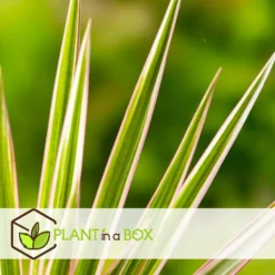 Dracaena Marginata Bicolor - Drakenboom - Pot 27cm - Hoogte 140-150cm -Exporteren Tuin Verge Winkel 1000082134 0104