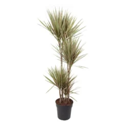 Dracaena Marginata Bicolor - Drakenboom - Pot 27cm - Hoogte 140-150cm