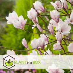 Magnolia Soulangea - Set Van 3 - Roze Bloemen - Tuin - Pot 9cm - Hoogte 25-40cm -Exporteren Tuin Verge Winkel 1000082137 0103