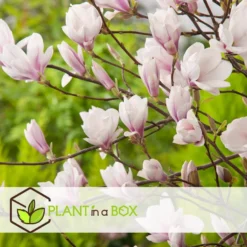 Magnolia Soulangea - Set Van 3 - Roze Bloemen - Tuin - Pot 9cm - Hoogte 25-40cm -Exporteren Tuin Verge Winkel 1000082137 0104