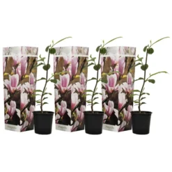 Magnolia Soulangea - Set Van 3 - Roze Bloemen - Tuin - Pot 9cm - Hoogte 25-40cm