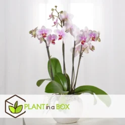 Phalaenopsis - Orchidee Roze - Pot 12cm - Hoogte 50-60cm -Exporteren Tuin Verge Winkel 1000082138 0103