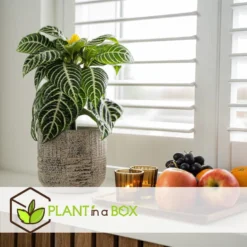 Aphelandra - Zebraplant - Pot 13cm - Hoogte 25-45cm -Exporteren Tuin Verge Winkel 1000082139 0104