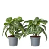 Aphelandra - Zebraplant - Pot 13cm - Hoogte 25-45cm
