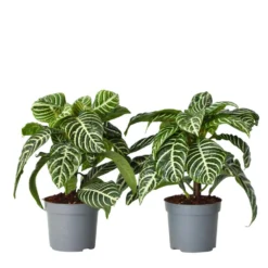 Aphelandra - Zebraplant - Pot 13cm - Hoogte 25-45cm