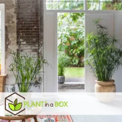 Cyperus Alternifolius - Set Van 4 - Pot 14cm - Hoogte 40-50cm -Exporteren Tuin Verge Winkel 1000082144 0102