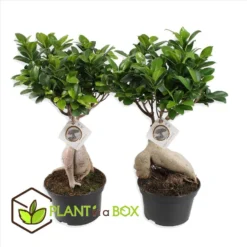 Ficus Ginseng - Japanse Bonsai - Set Van 2 - Pot 12cm - Hoogte 30-40cm -Exporteren Tuin Verge Winkel 1000082145 0103
