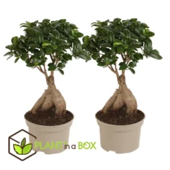 Ficus Ginseng - Japanse Bonsai - Set Van 2 - Pot 12cm - Hoogte 30-40cm -Exporteren Tuin Verge Winkel 1000082145 0104