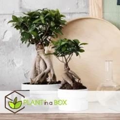 Ficus Ginseng - Japanse Bonsai - Set Van 4 - Pot 12cm - Hoogte 30-40cm -Exporteren Tuin Verge Winkel 1000082148 0103