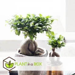 Ficus Ginseng - Japanse Bonsai - Set Van 4 - Pot 12cm - Hoogte 30-40cm -Exporteren Tuin Verge Winkel 1000082148 0104