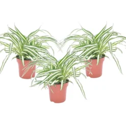 Chlorophytum Comosum 'Atlantic' - Set Van 3 - Pot 12cm - Hoogte 25-40cm