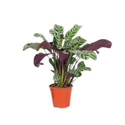 Ctenanthe 'gebedsplant' - Burle-marxii - Pot 12cm - Hoogte 25-40cm