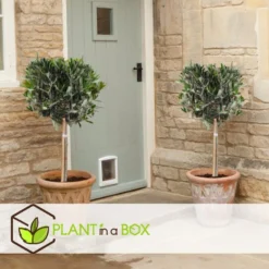 Olea Europaea - Set Van 2 - Olijfboom Stam In Mand - Pot 14cm - Hoogte 45-55cm -Exporteren Tuin Verge Winkel 1000082155 0103