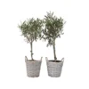 Olea Europaea - Set Van 2 - Olijfboom Stam In Mand - Pot 14cm - Hoogte 45-55cm