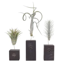 Tillandsia "Burnt Wood" Trio - 3 Mix Luchtplanten - Hoogte 30-35cm