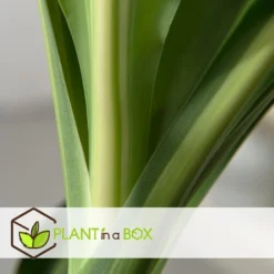 Dracaena Fragrans Cintho - Drakenboom - Pot 24cm - Hoogte 140-150cm -Exporteren Tuin Verge Winkel 1000082158 0103