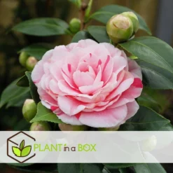 Camellia Japonica "Bonomiana" - Japanse Roos - Pot 15cm - Hoogte 50-60cm -Exporteren Tuin Verge Winkel 1000082159 0103