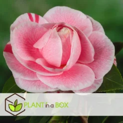 Camellia Japonica "Bonomiana" - Japanse Roos - Pot 15cm - Hoogte 50-60cm -Exporteren Tuin Verge Winkel 1000082159 0104