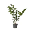 Camellia Japonica "Bonomiana" - Japanse Roos - Pot 15cm - Hoogte 50-60cm