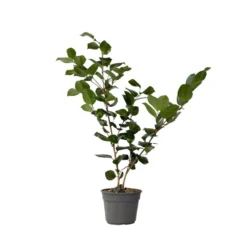Camellia Japonica "Bonomiana" - Japanse Roos - Pot 15cm - Hoogte 50-60cm