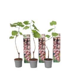 Druivenplanten - Set Van 3 - Vitis Vinifera - Rood - Pot 9cm - Hoogte 25-40cm