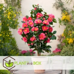 Camellia Japonica "Dr. King" - Set Van 2 - Roos - Pot 15cm - Hoogte 50-60cm -Exporteren Tuin Verge Winkel 1000082162 0104