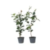 Camellia Japonica "Dr. King" - Set Van 2 - Roos - Pot 15cm - Hoogte 50-60cm