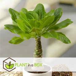 Brighamia Insignis - Set Van 2 - Pot 12cm - Hoogte 30-40cm -Exporteren Tuin Verge Winkel 1000082163 0103