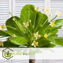 Brighamia Insignis - Set Van 2 - Pot 12cm - Hoogte 30-40cm -Exporteren Tuin Verge Winkel 1000082163 0104