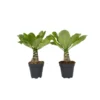 Brighamia Insignis - Set Van 2 - Pot 12cm - Hoogte 30-40cm