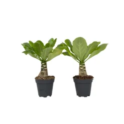 Brighamia Insignis - Set Van 2 - Pot 12cm - Hoogte 30-40cm