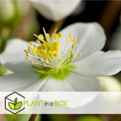 Helleborus Mont Blanc - Set Van 3 - Tuinplanten - Pot 12cm - Hoogte 20-30cm -Exporteren Tuin Verge Winkel 1000082167 0103