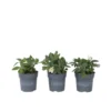 Helleborus Mont Blanc - Set Van 3 - Tuinplanten - Pot 12cm - Hoogte 20-30cm