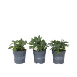 Helleborus Mont Blanc - Set Van 3 - Tuinplanten - Pot 12cm - Hoogte 20-30cm