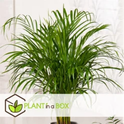 Dypsis Lutescens - XXL Goudpalm - Pot 27cm - Hoogte 140-150cm -Exporteren Tuin Verge Winkel 1000082168 0103