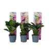 Hortensia Teller - Set Van 6 - Roze - Tuinhortensia - Pot 9cm - Hoogte 25-40cm