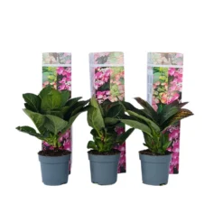 Hortensia Teller - Set Van 6 - Roze - Tuinhortensia - Pot 9cm - Hoogte 25-40cm