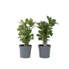 Adenium Obesum - Set Van 4 - Woestijnroos Bloeiend - Pot 10.5cm - Hoogte 25-40cm