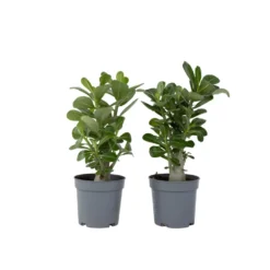 Exporteren Tuin Verge Winkel 12 Adenium Obesum - Set Van 4 - Woestijnroos Bloeiend - Pot 10.5cm - Hoogte 25-40cm