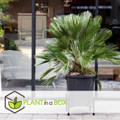 Chamaerops 'Vulcano' - Dwergpalm - Pot 19cm - Hoogte 35-45cm -Exporteren Tuin Verge Winkel 1000082179 0103